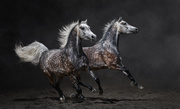 Лошади / Horse MENRIU_t