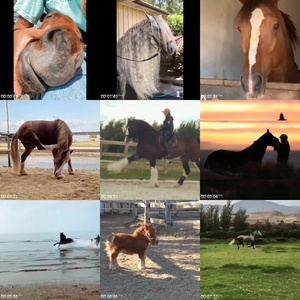 ME4B6Q7 t - Sexy Horse! Cute And Funny Horse Videos Compilation Cute Moment 39