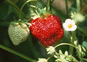 Урожай фруктов / Abundant Harvest of Fruit MEH2NH_t