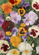 Цветочные и растительные фоны / Background Flowers & Plants MEN918_t