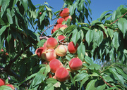 Урожай фруктов / Abundant Harvest of Fruit MEH2NP_t