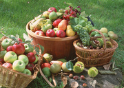 Урожай фруктов / Abundant Harvest of Fruit MEH2TF_t