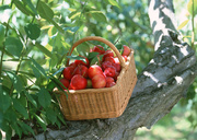 Урожай фруктов / Abundant Harvest of Fruit MEH2JB_t