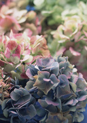 Цветочные и растительные фоны / Background Flowers & Plants MEN93J_t