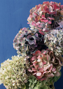 Цветочные и растительные фоны / Background Flowers & Plants MEN955_t