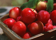 Урожай фруктов / Abundant Harvest of Fruit MEH2TH_t