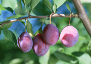 Урожай фруктов / Abundant Harvest of Fruit MEH2OB_t