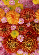 Цветочные и растительные фоны / Background Flowers & Plants MEN931_t