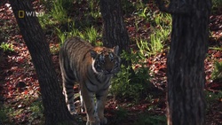 Amur.Tiger.2023..PL.1080i.HDTV.H264-OzW.ts_snapshot_23.53.864.jpg