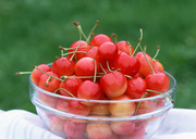 Урожай фруктов / Abundant Harvest of Fruit MEH2IW_t