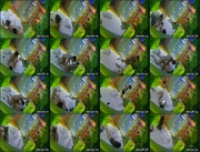 [Image: ME17WQIG_t.jpg]