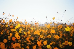 Spring04.jpg