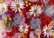 Цветочные и растительные фоны / Background Flowers & Plants MEN92U_t