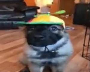vfbXpdsG.jpg