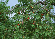 Урожай фруктов / Abundant Harvest of Fruit MEH2RI_t