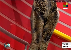 Colitaz-Nazarena.Velez.Catsuit.Leopardo.Vueltita.Intrusos.HQ.60FPS.02.jpeg