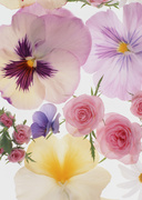 Цветочные и растительные фоны / Background Flowers & Plants MEN90W_t
