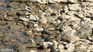 [Image: ME14KMDE_t.jpg]