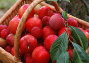 Урожай фруктов / Abundant Harvest of Fruit MEH2TI_t
