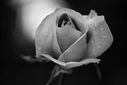 570)And Sometimes, A Rose Actually Is A Rose.JPG