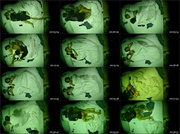 [Image: ME17WQEE_t.jpg]