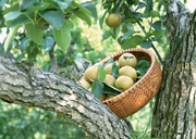 Урожай фруктов / Abundant Harvest of Fruit MEH2M0_t