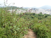 Hiking Tin Shui Wai 2023 July - 頁 2 MEP82FR_t