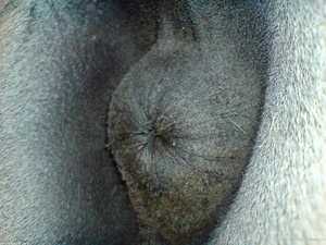 Horse Butt - 14 Pics - Male Zoophilia Pictures - Animal Sex Club