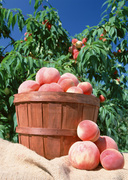 Урожай фруктов / Abundant Harvest of Fruit MEH2J1_t