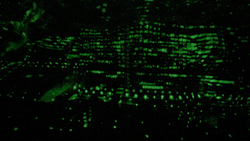 [Obrazek: ME1544CI_t.png]