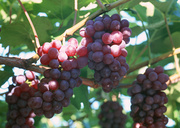 Урожай фруктов / Abundant Harvest of Fruit MEH2OP_t
