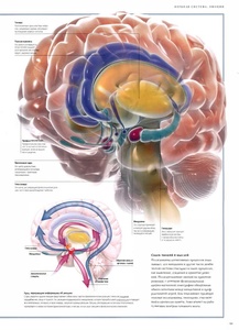 Иллюстрированный атлас анатомии человека / Беверли МакМиллан (PDF)
