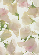 Цветочные и растительные фоны / Background Flowers & Plants MEN913_t