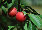 Урожай фруктов / Abundant Harvest of Fruit MEH2NR_t
