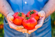 Сочные спелые помидоры / Juicy Ripe Tomatoes MEF629_t