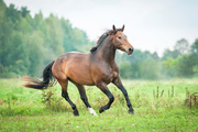 Лошади / Horse MENRLP_t