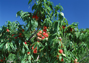 Урожай фруктов / Abundant Harvest of Fruit MEH2QZ_t