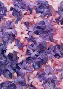 Цветочные и растительные фоны / Background Flowers & Plants MEN93K_t