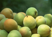 Урожай фруктов / Abundant Harvest of Fruit MEH2TL_t