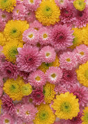 Цветочные и растительные фоны / Background Flowers & Plants MEN933_t
