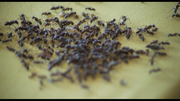 ants06.png