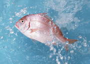 Свежая рыба / Fresh Fish MEGR80_t