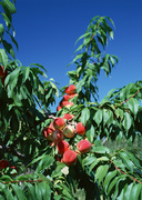 Урожай фруктов / Abundant Harvest of Fruit MEH2R0_t