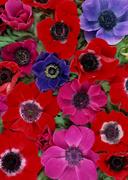 Цветочные и растительные фоны / Background Flowers & Plants MEN92W_t