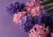 Цветочные и растительные фоны / Background Flowers & Plants MEN95K_t