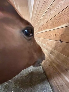 QsIEFtob.jpg