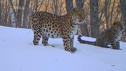 Amur.Tiger.2023..PL.1080i.HDTV.H264-OzW.ts_snapshot_40.25.048.jpg