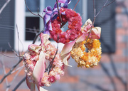 Праздничные цветы / Celebratory Flowers MEN9UC_t