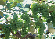 Урожай фруктов / Abundant Harvest of Fruit MEH2RV_t
