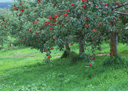 Урожай фруктов / Abundant Harvest of Fruit MEH2T3_t